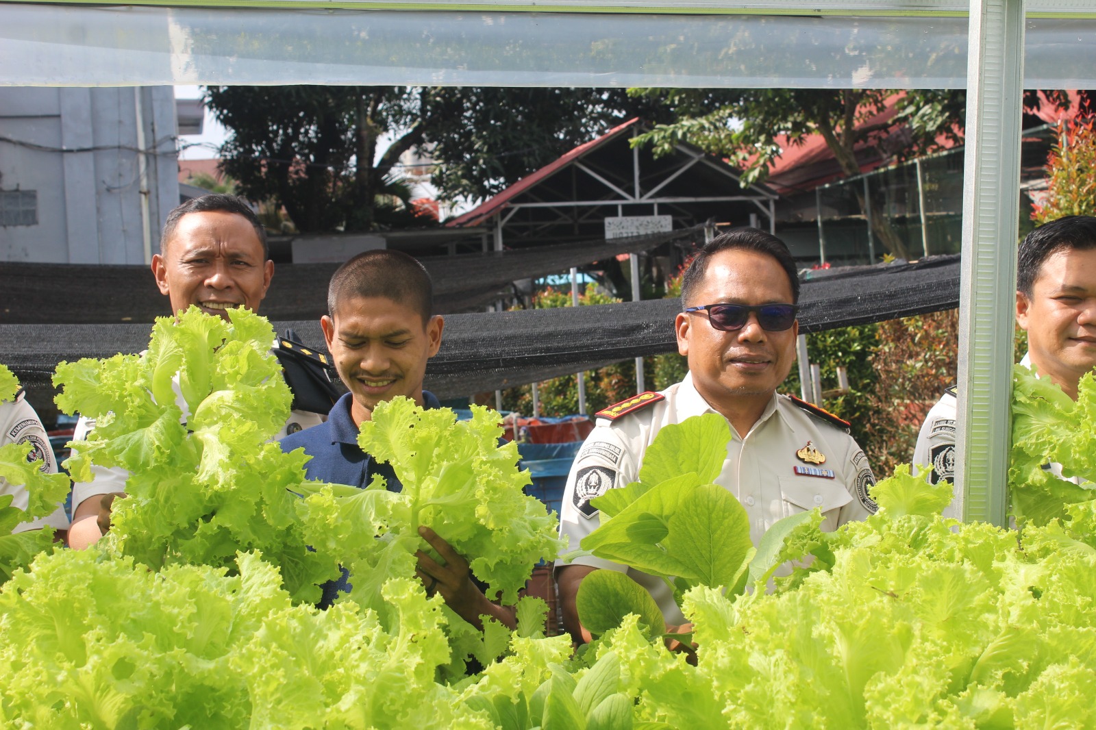 Lapas Narkotika Sungguminasa Panen Sayur Hasil Pembinaan WBP, Bukti Pembinaan Membawa Perubahan